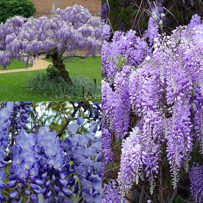 Multi-Colored Wisteria Flower Seeds – Heirloom Non-GMO Climbing Seeds for Planting