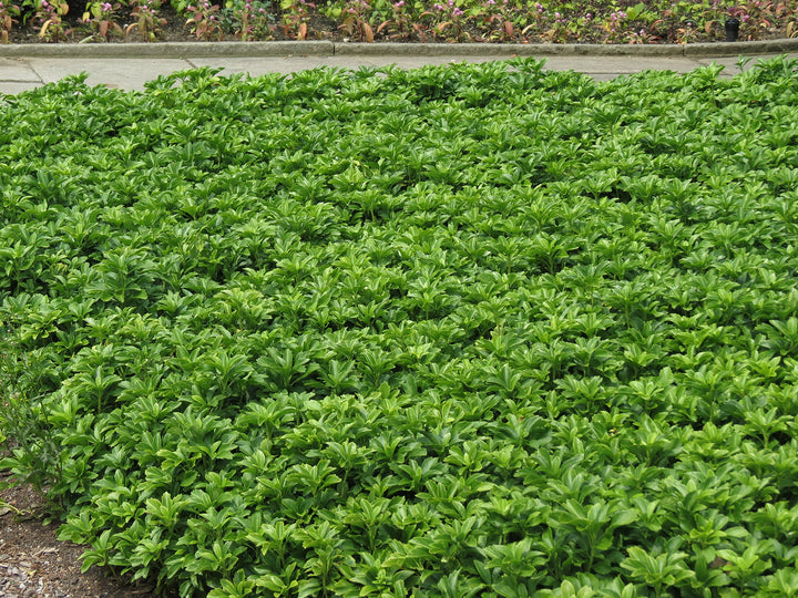 Pachysandra Flower Seeds for Planting  NON GMO Seeds