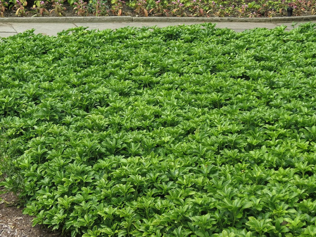 pachysandra flower flower seeds