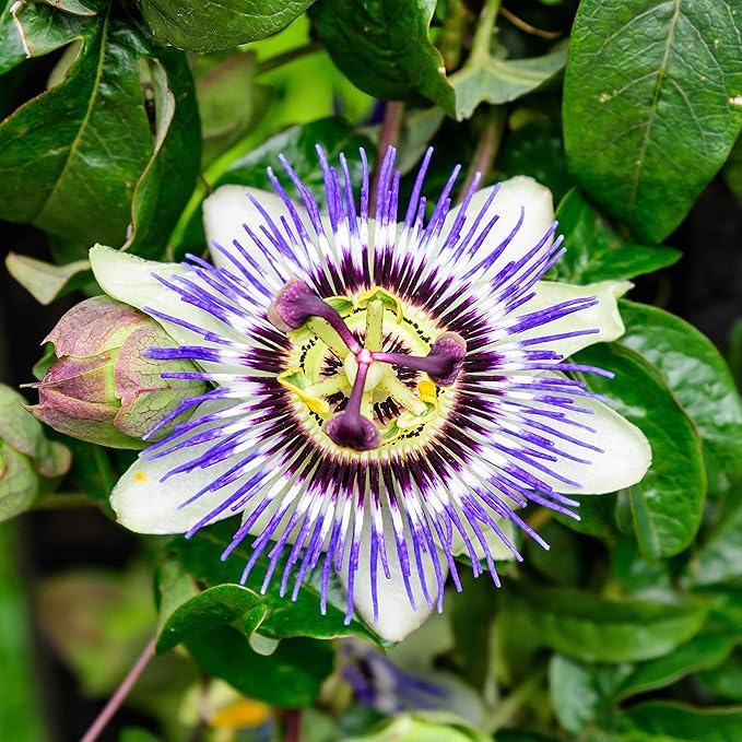 Friske passionsblomstfrø til udplantning, lavendel 100 stk