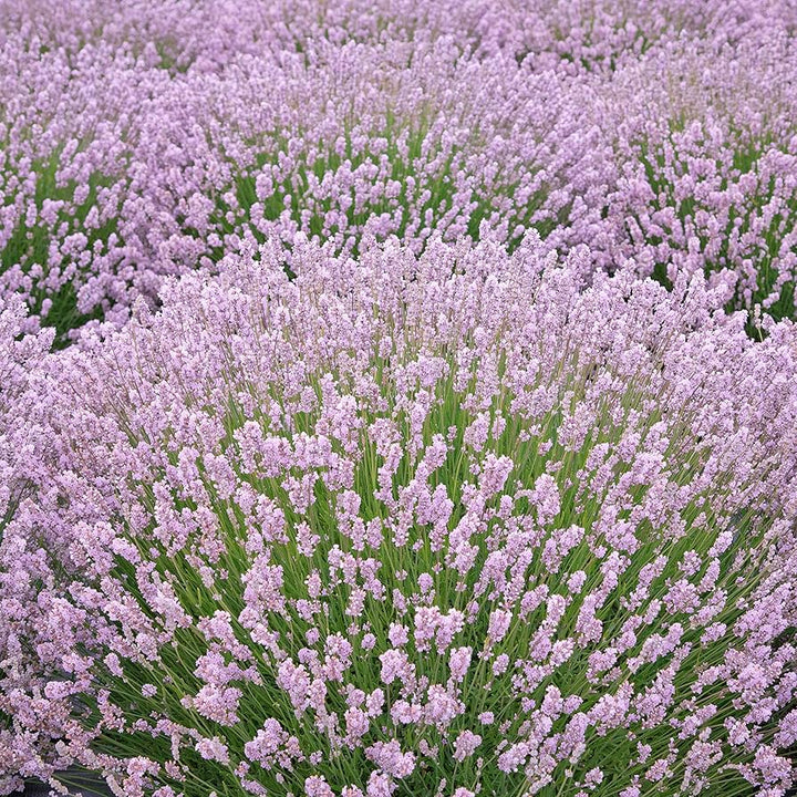 Lavender Rosea Rosa Lavandula Angustifolia Planting Flower Bed Herb Garden Flower Seeds