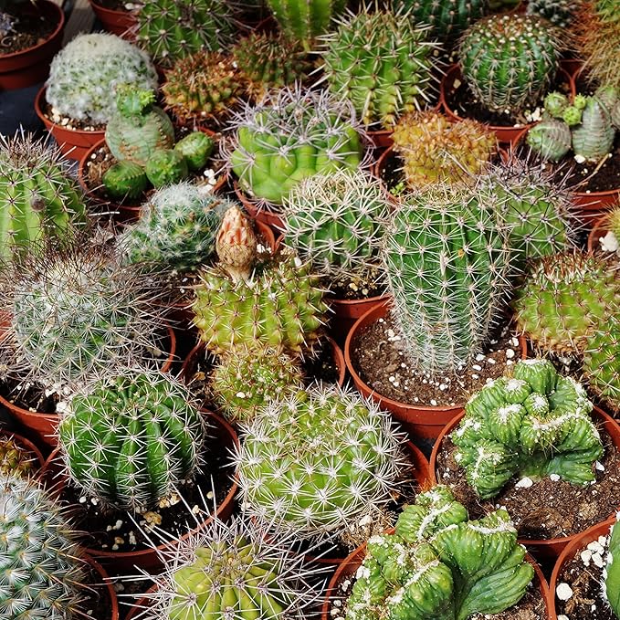 cactus mixed flower seeds