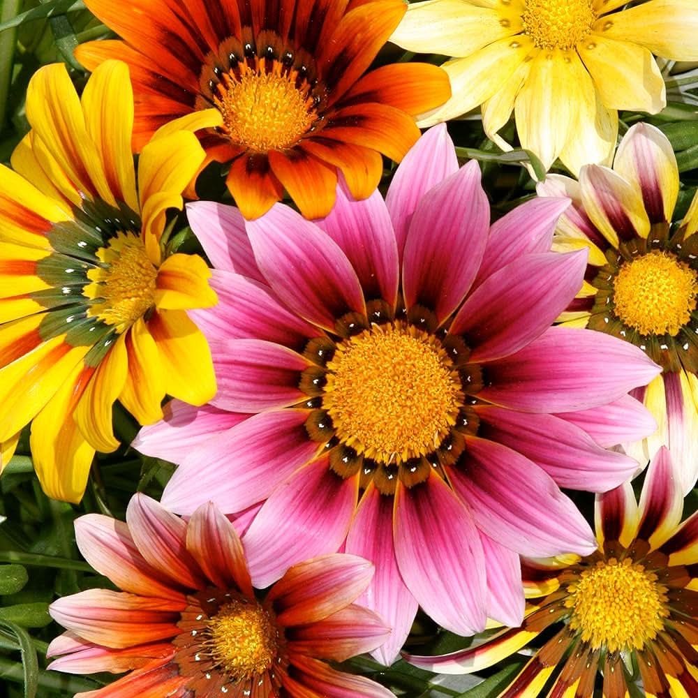 gazania gazania flower seeds