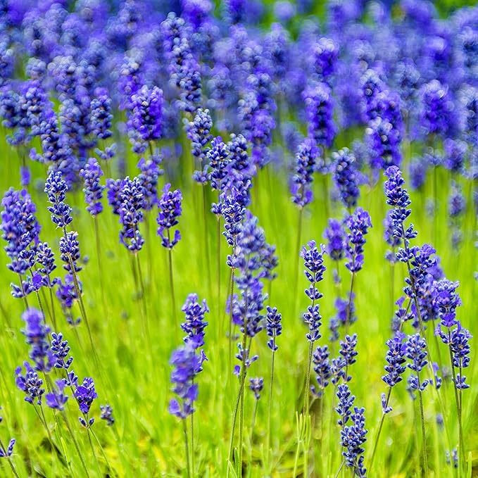 blue organic flower seeds
