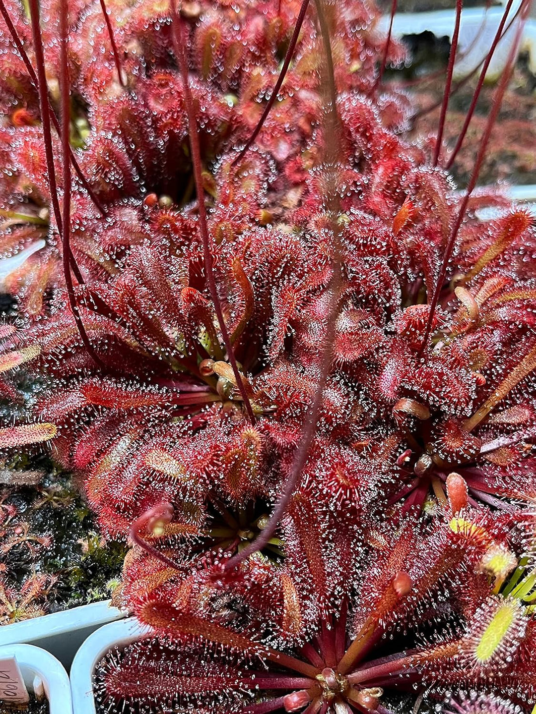 sundew plant seeds Red Sundew Plant Seeds – Heirloom, Non-GMO – Neeraseeds