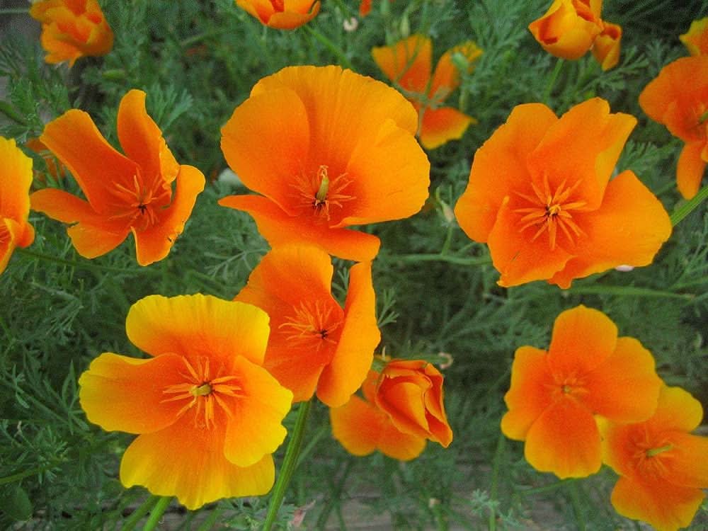 california poppy flower seeds