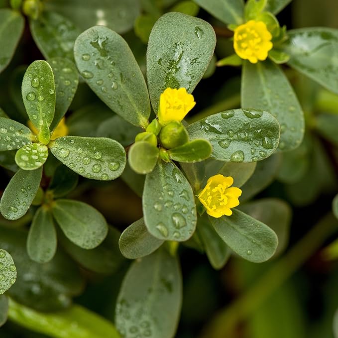 purslane ground flower seeds