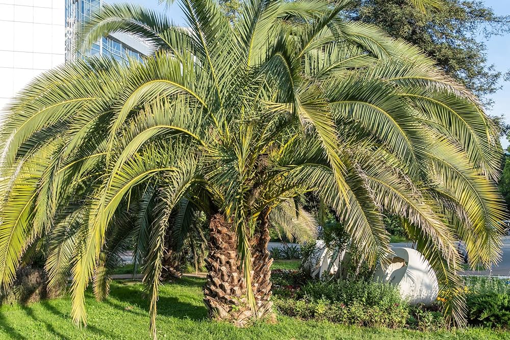 palm tree flower seeds