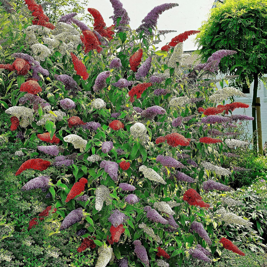 Flower Seeds, Seeds for Planting, Plant Seeds