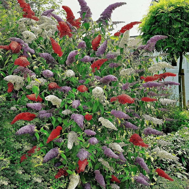 Flower Seeds, Seeds for Planting, Plant Seeds