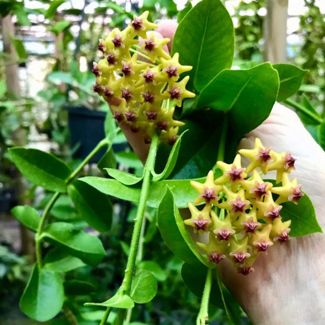 Hoya Carnosa Flower Seeds – Heirloom Non-GMO Seeds for Garden Planting