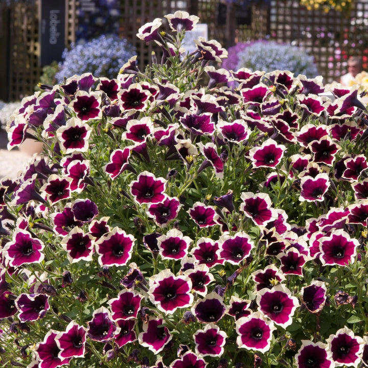 Heirloom Non-GMO Cascadia Flower Seeds for Planting – Colorful Ornamental Garden Blooms | High Germination