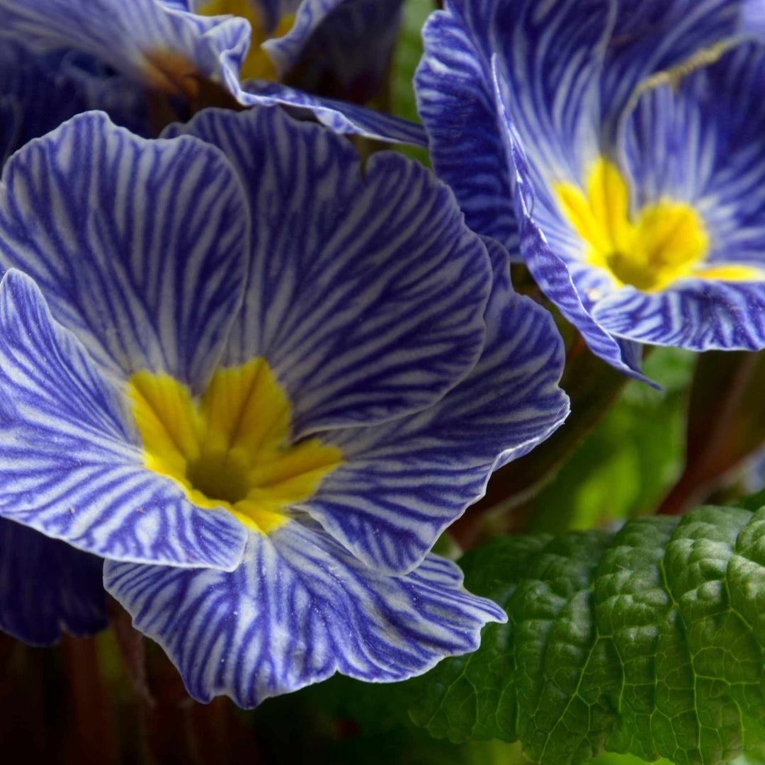 blue heirloom flower seeds