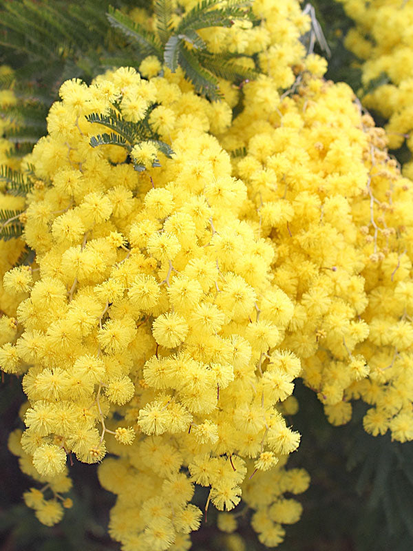 Golden Mimosa Gule frø til udplantning 100 stk