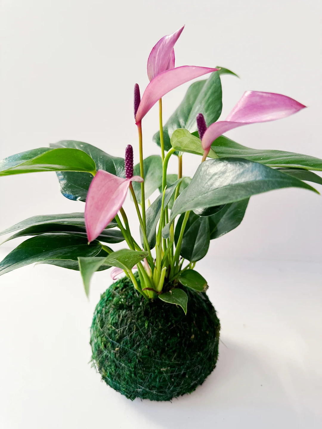 Anthurium White Pink Flower Seeds for Planting 100 pcs