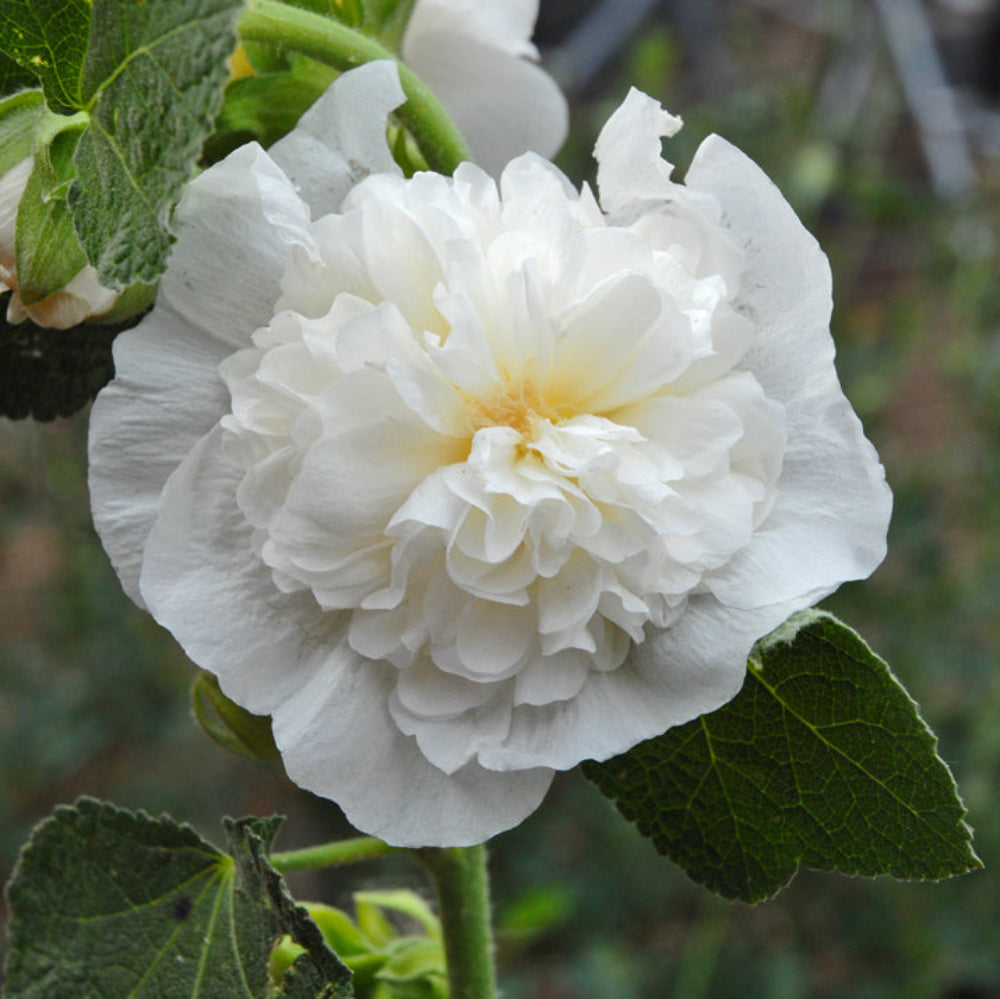 white alcea flower seeds