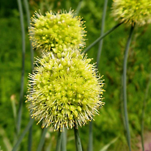Allium Obliquum Flower Seeds – Heirloom Non-GMO Seeds for Planting Ornamental Yellow Globe Alliums in Home Gardens