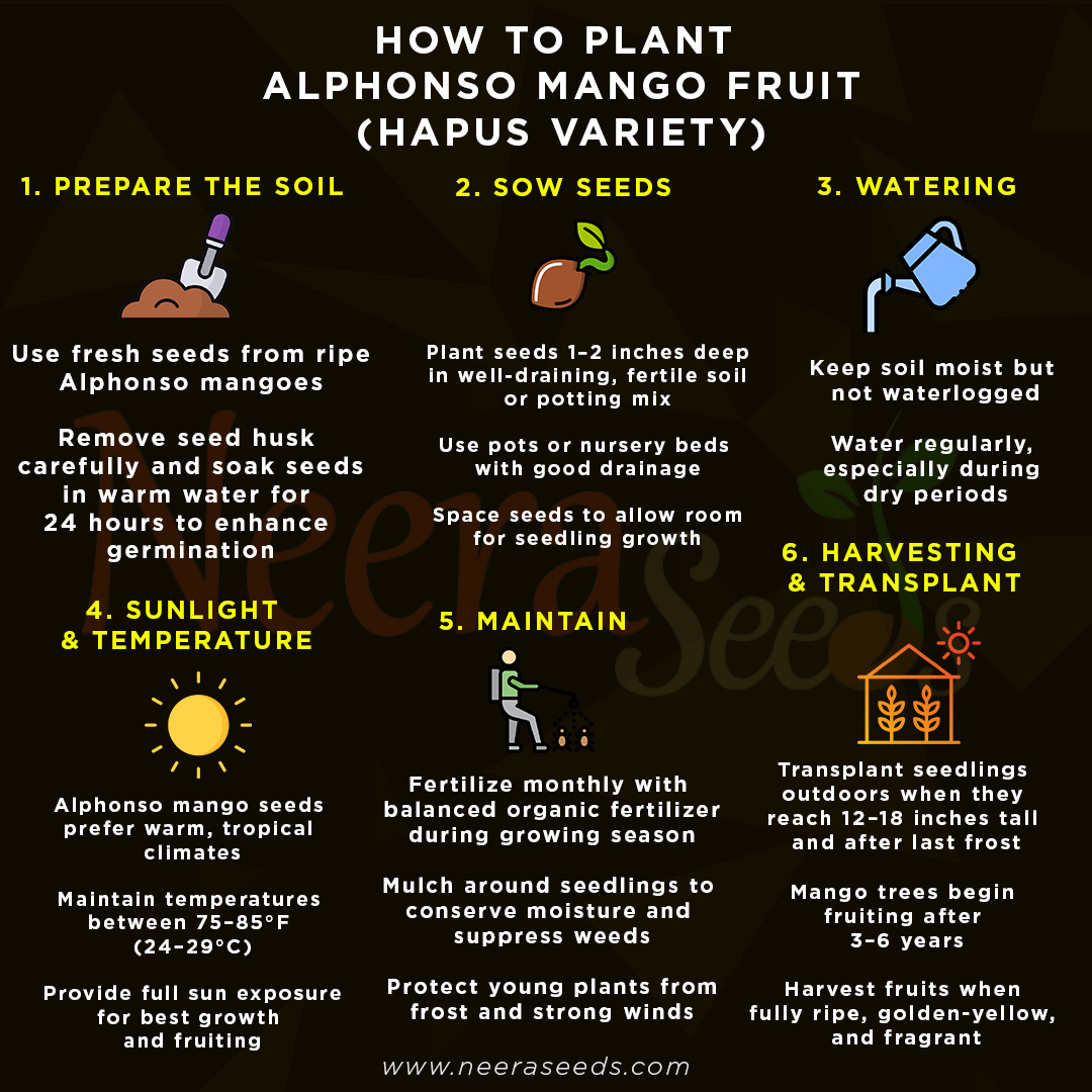Alphonso Mango Fruit Seeds – Heirloom Hapus Variety, Sweet Tropical Mangoes for Garden Planting