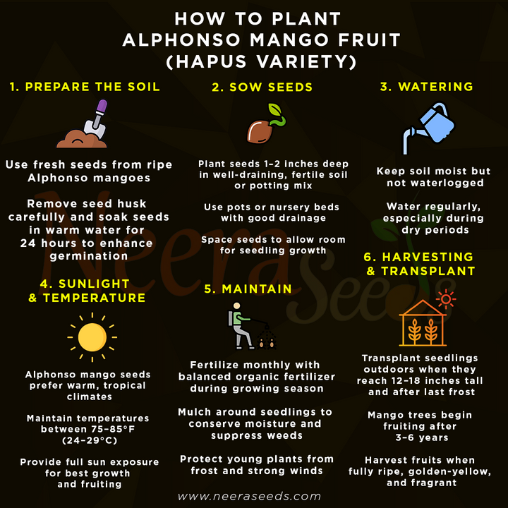 Alphonso Mango Fruit Seeds – Heirloom Hapus Variety, Sweet Tropical Mangoes for Garden Planting