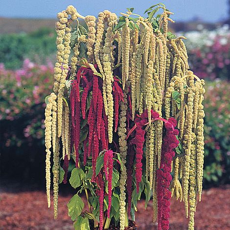 Blandede Caudatus blomsterfrø til plantning - 100 stk