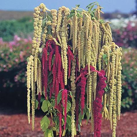mixed caudatus flower seeds