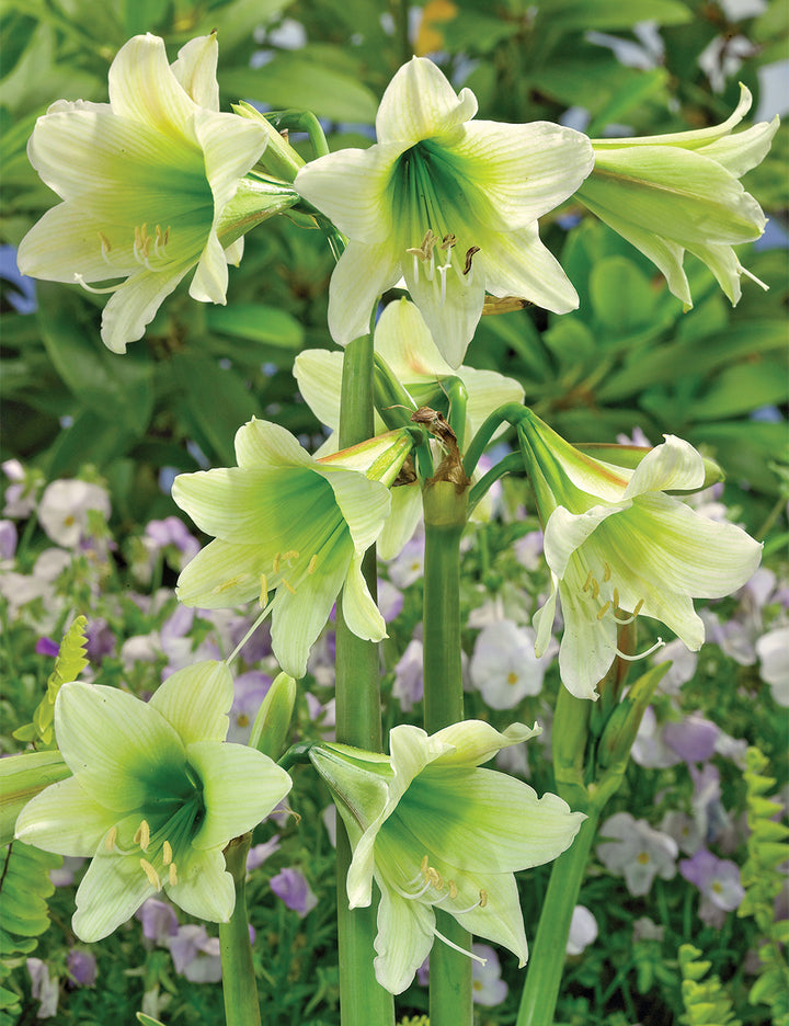 Hippeastrum Rutilum Blomsterfrø Grønne til udplantning - 100 stk