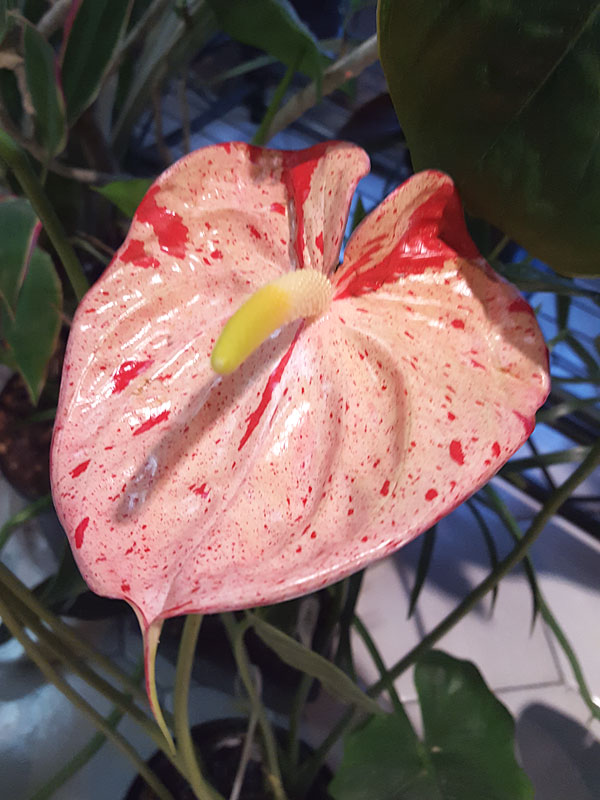 Anthurium Hvid Røde Blomsterfrø til Plantning 100 stk