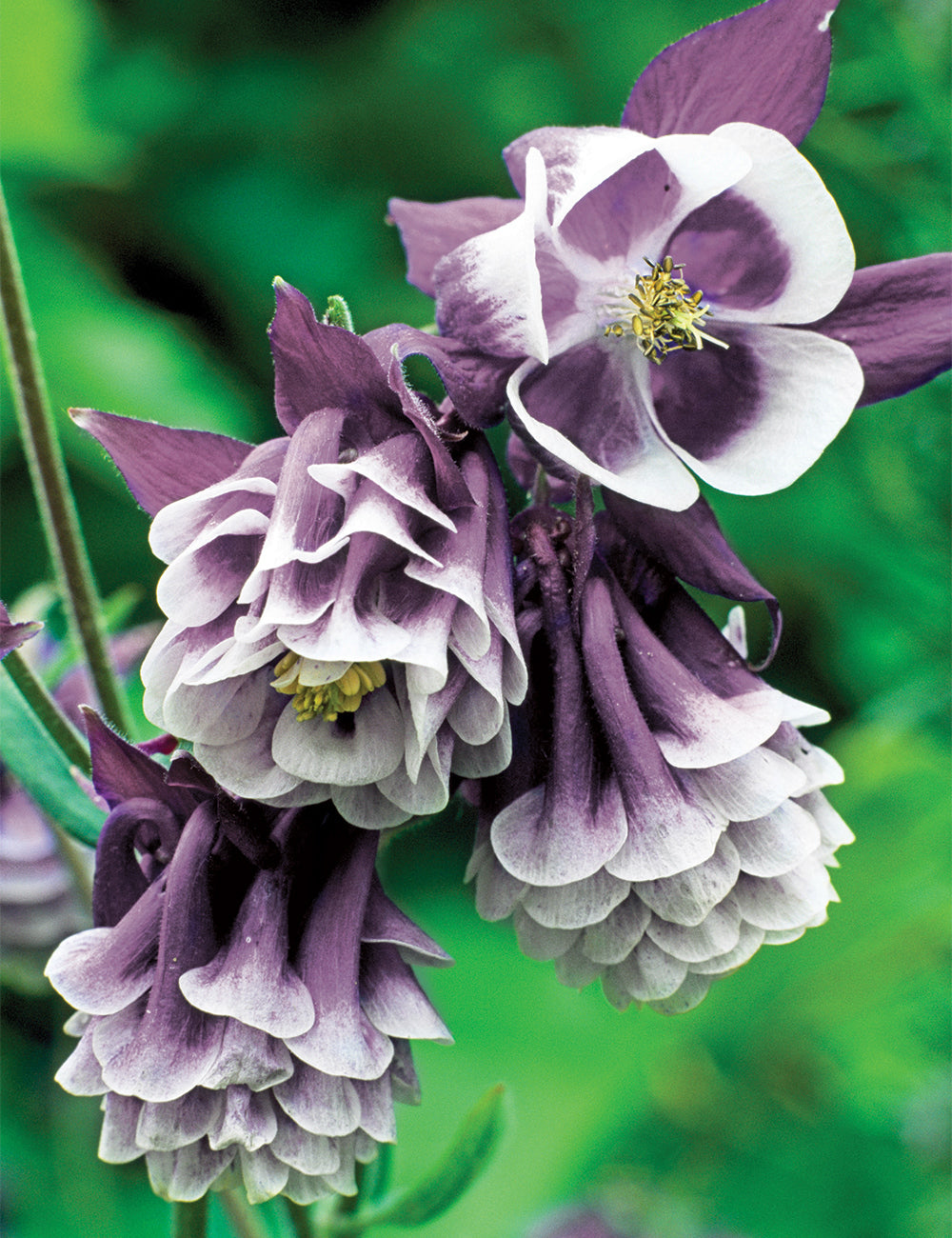 Aquilegia Columbine Flower Se for Planting 100 pcs