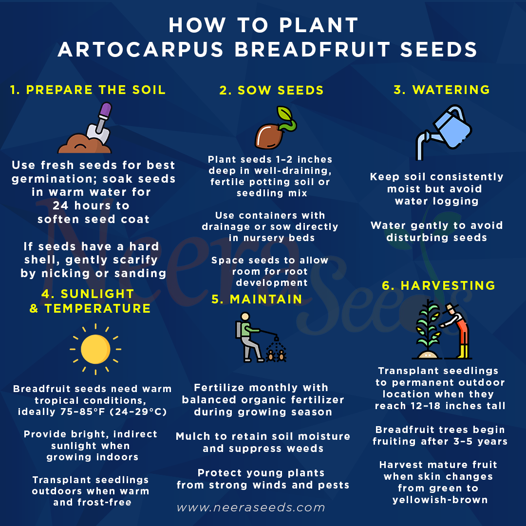 Artocarpus Breadfruit Seeds for Planting – Heirloom Non-GMO Tropical Fruit Tree Seeds