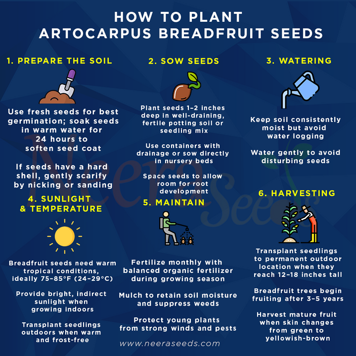 Artocarpus Breadfruit Seeds for Planting – Heirloom Non-GMO Tropical Fruit Tree Seeds