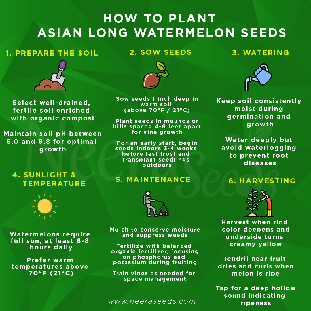 prepare watermelon seeds for planting Asian Long Watermelon Seeds for Planting – Heirloom, Non-GMO, Sweet Re – Neeraseeds