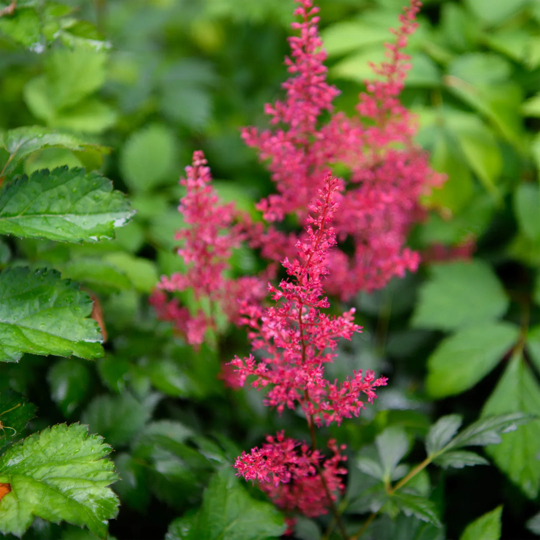 sentinel flower flower seeds