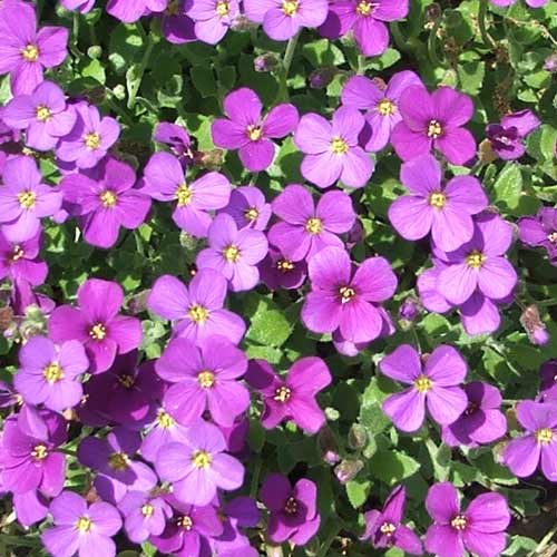 Heirloom Non-GMO Purple Cascading Flower Seeds for Garden Planting
