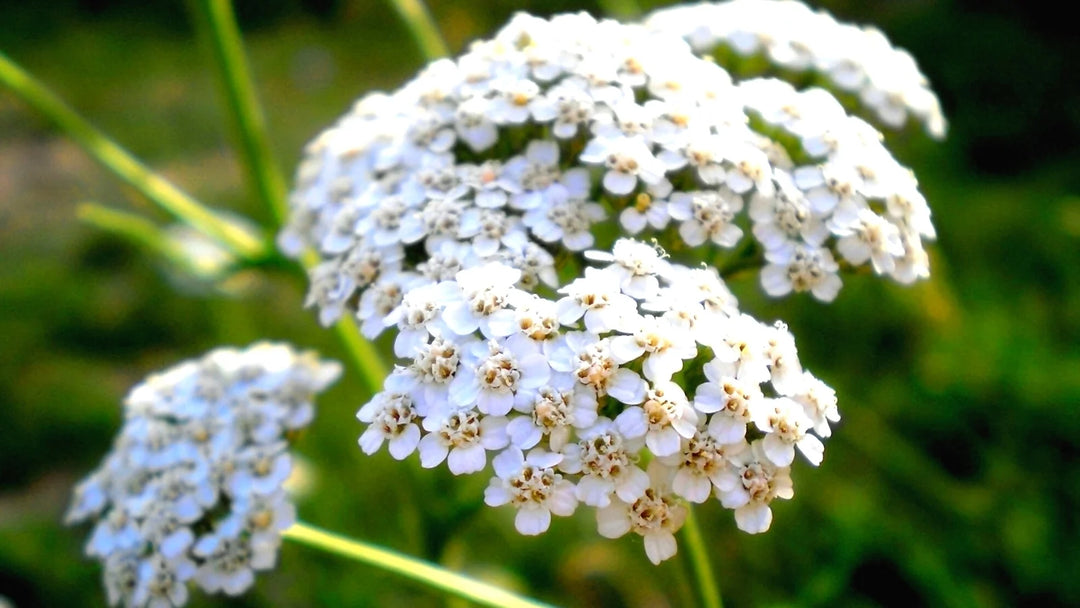 Achillea Millefolium blomsterfrø til plantning, arvestykke frø -100 stk.