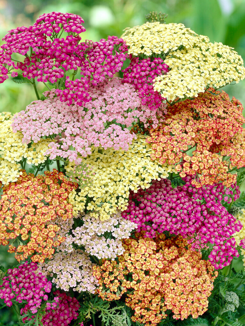 Yarrow Flower Seeds for Planting, Heirloom, Non-GMO, 100 pcs