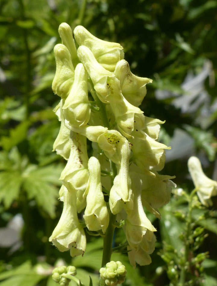 Heirloom Lycoctonum Flower Seeds, Non-GMO Tall Spiked Blooms for Cottage and Woodland Garden Planting