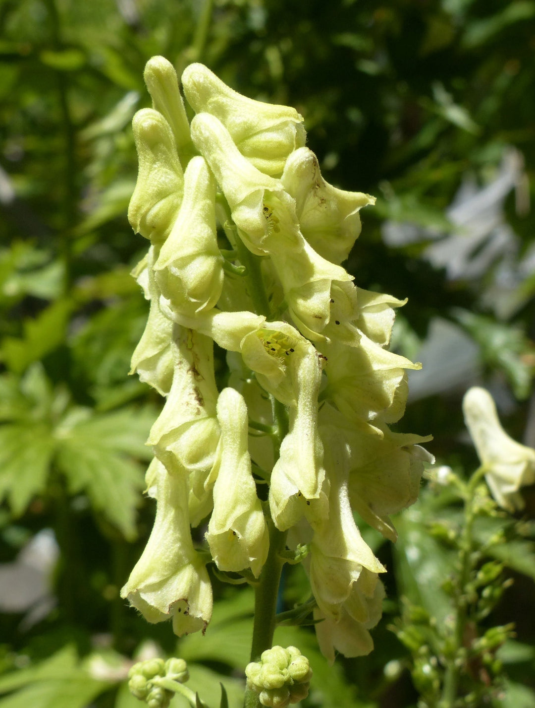 heirloom lycoctonum flower seeds