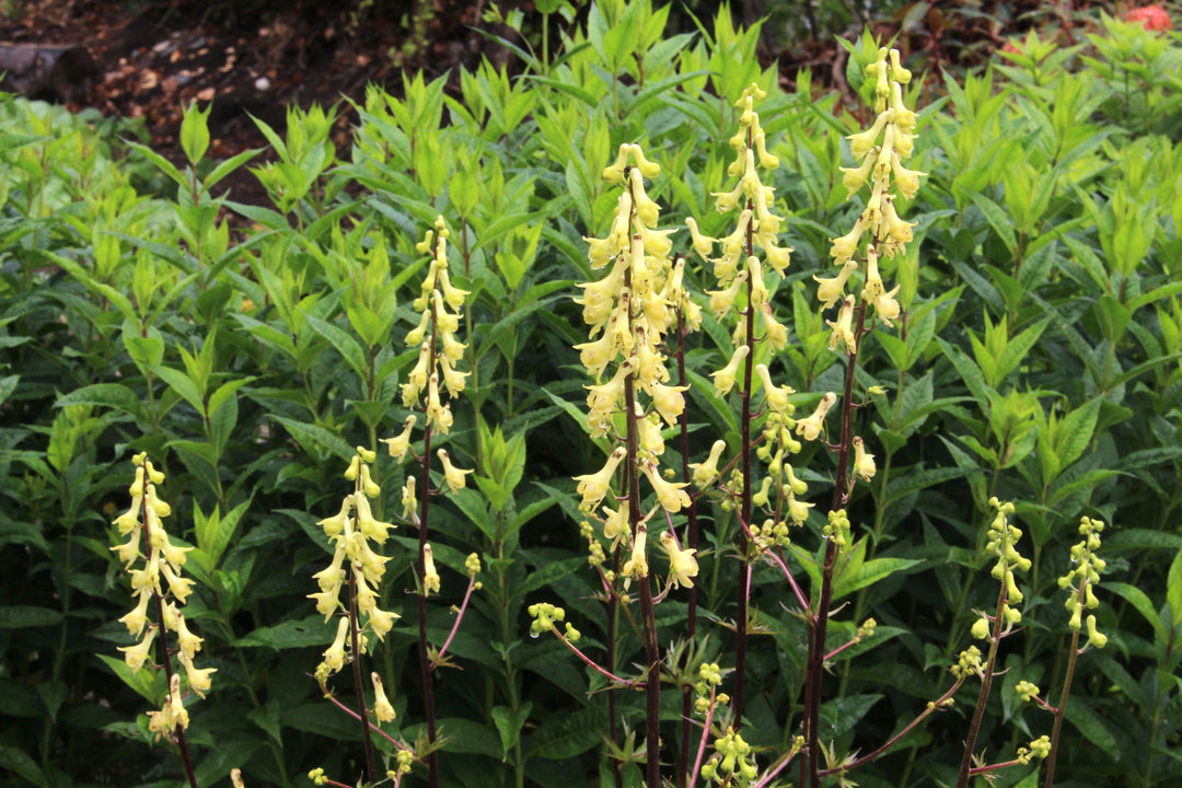 Heirloom Lycoctonum Flower Seeds, Non-GMO Tall Spiked Blooms for Cottage and Woodland Garden Planting