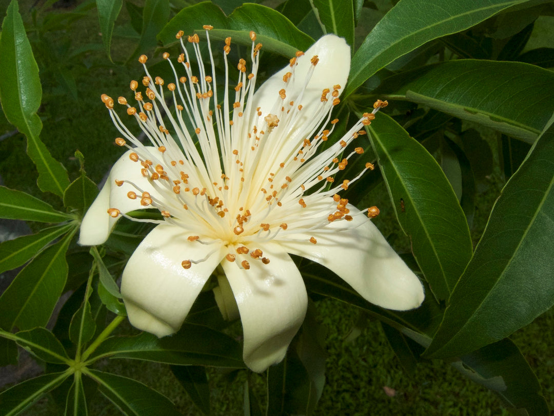 Adansonia Gregorii Plantefrø til udplantning 100 stk