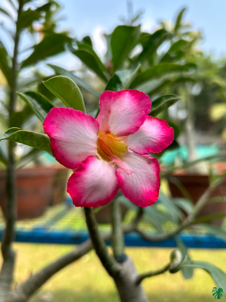 Adenium Flower Seeds for Planting, Heirloom, Non-GMO, 100 pcs