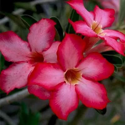 adenium desert flower seeds