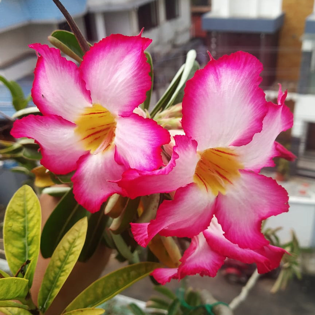 Adenium Flower Seeds for Planting, Heirloom, Non-GMO, 100 pcs