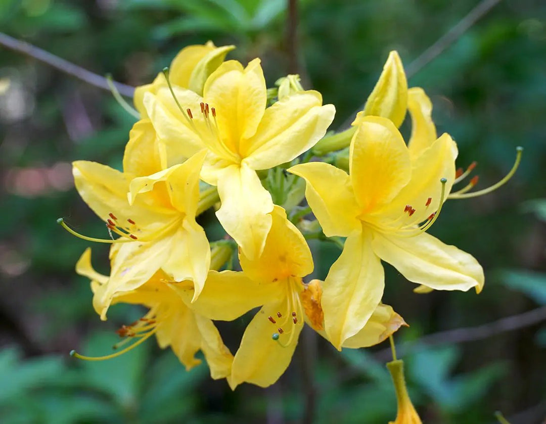 yellow heirloom flower seeds