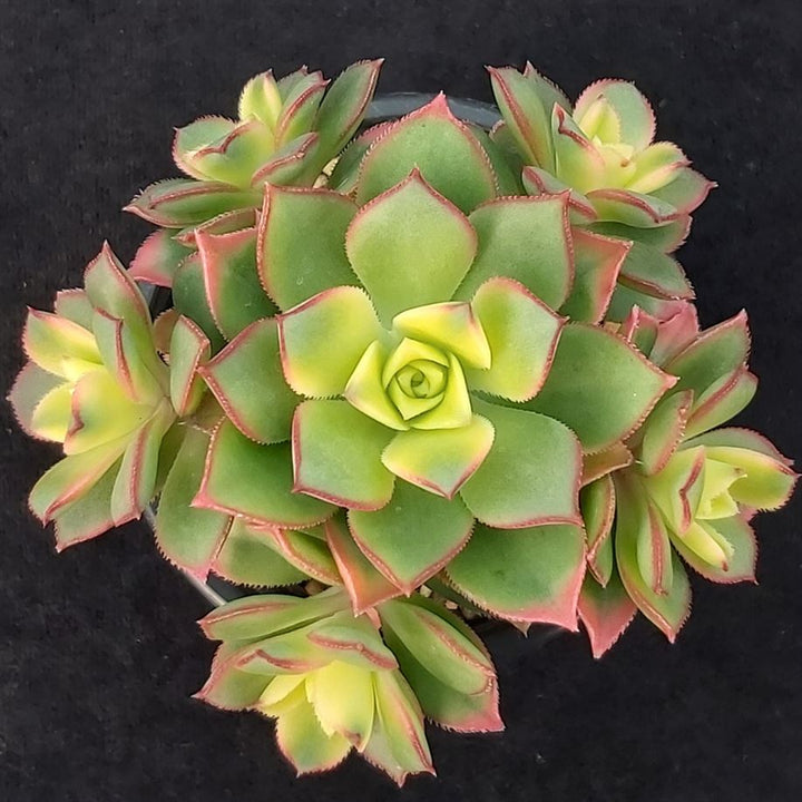 Yellow Green Succulent Flower Seeds for Planting - 100 pcs