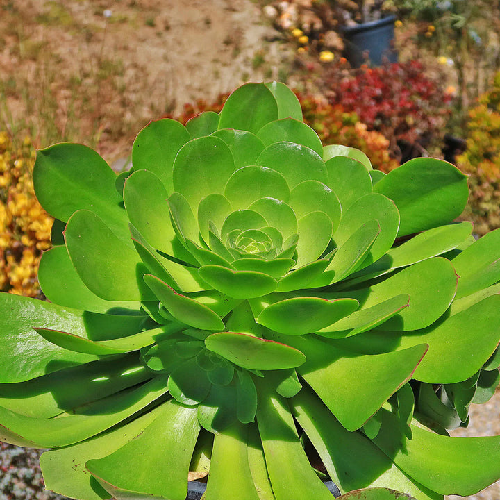 Heirloom Canary Aeonium Flower Seeds, Non-GMO Succulent Rosette Blooms for Drought-Tolerant Garden Planting