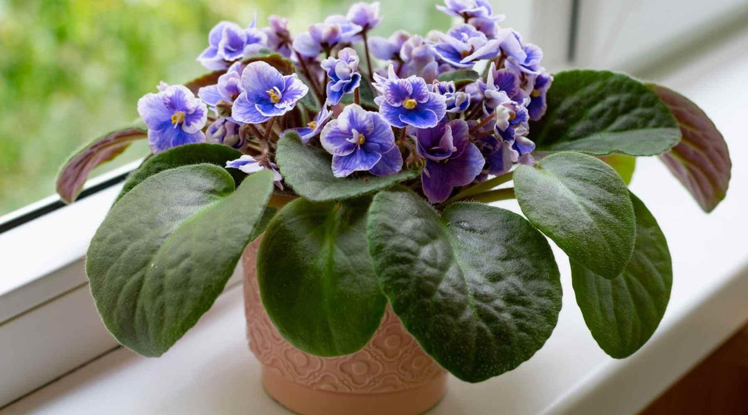 Blue & Pink Saintpaulia Flower Seeds for Planting – Heirloom Non-GMO High Germination Organic Garden Seeds