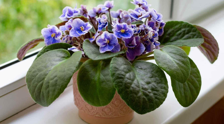 Blue & Pink Saintpaulia Flower Seeds for Planting – Heirloom Non-GMO High Germination Organic Garden Seeds