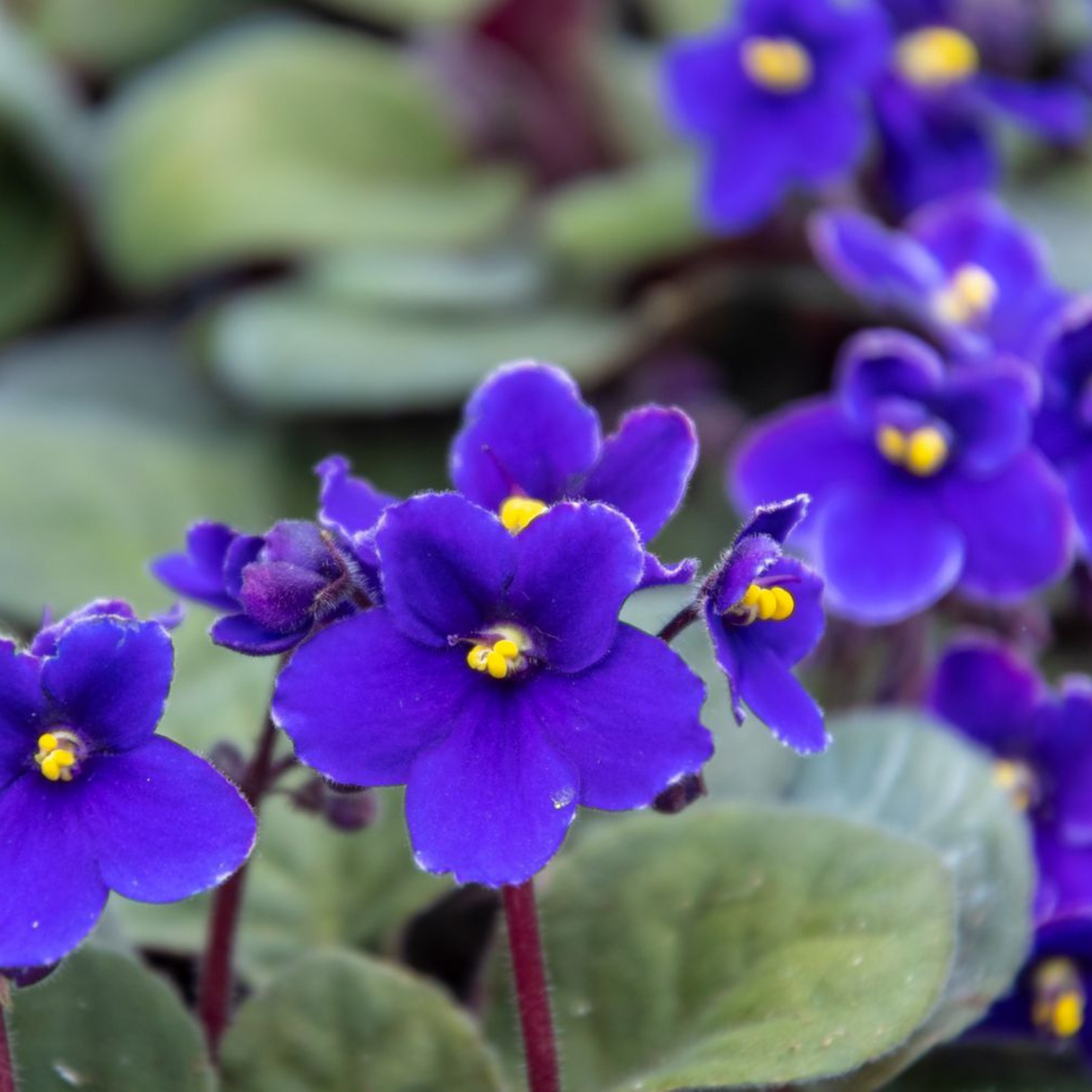 Organic Heirloom African Violet Flower Seeds for Planting – Blue Blooms Non-GMO High Germination Indoor Seeds