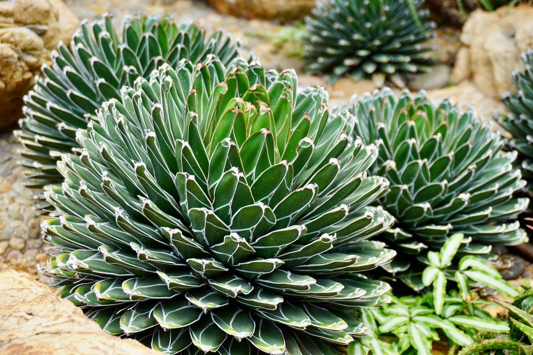 Green Agave Victoria Regina Planting Seeds for Garden 100 pcs