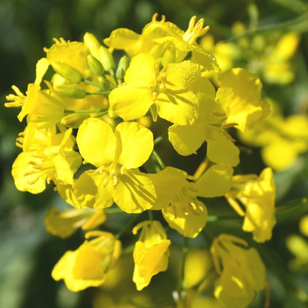 rapeseed flower flower seeds